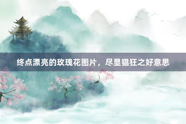 终点漂亮的玫瑰花图片，尽显猖狂之好意思